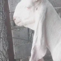 بز گلابی|حیوانات مزرعه|میناب, |دیوار