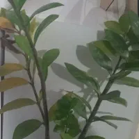 تکنسین فنی اچار به دست