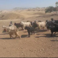 بز داشتی|حیوانات مزرعه|نورآباد ممسنی, |دیوار