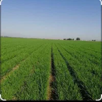 زمین 7 هزار متری بر جاده کمالوند / حسن آباد