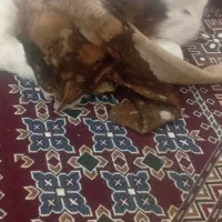چپش بذری