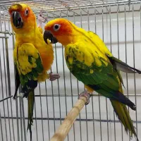 سرلاکی راهب خورشیدی|پرنده|خمینی‌شهر, |دیوار