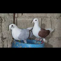 سه جفت رو هم شش