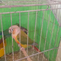 طوطی گرنچیک جفت|پرنده|خان ببین, |دیوار