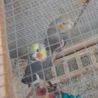 بستک|پرنده|بستک, |دیوار