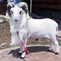 ۶ راس بزغاله ماده کوچیک