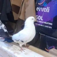 کفتر فروشی|پرنده|بم, |دیوار