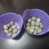 تخم نطفه دار بلدرچین مینیاتوری|حیوانات مزرعه|ابرکوه, |دیوار