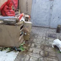 خرگوش ۶ ماهه...|موش و خرگوش|زنجان, |دیوار
