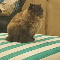 گربه گمشده|حیوانات|گلبهار, شهر جدید گلبهار|دیوار