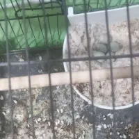 قناری ماده گلستر