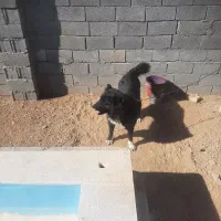 سگ قهدریجانی