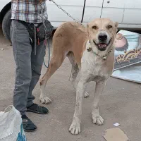 واگذاری سگ خراسانی اصیل