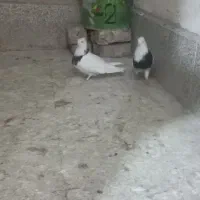 طوقی|پرنده|قم, ولیعصر|دیوار