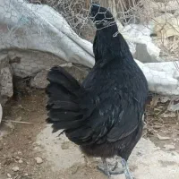 مرغ وخروس وجوج ایام سمانی