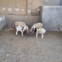 میش بره دار|حیوانات مزرعه|بهبهان, |دیوار