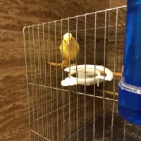 فروش قناری نر بخون حرفیی مست مست|پرنده|آمل, |دیوار