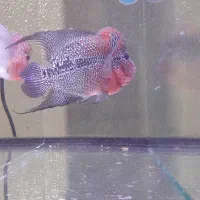 ماهی فلاور ماده