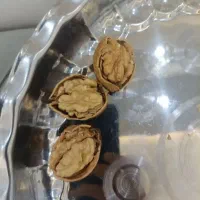 گردو تازه امسال