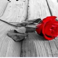 گل برای کادو