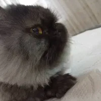 گربه|گربه|قم, در بهشت|دیوار