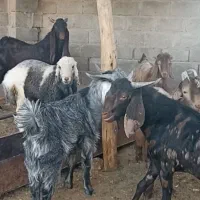 فروشی|حیوانات مزرعه|داراب, |دیوار