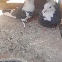 همه‌ جور هست|پرنده|قم, نخودی|دیوار