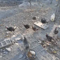 بوقلمون|حیوانات مزرعه|مشگین شهر, |دیوار