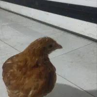 جوجه محلی .جوچکه