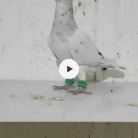 نرهفترنگ کاکلی کرمونی|پرنده|فرح دشت, |دیوار