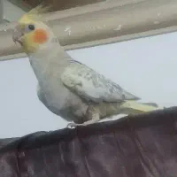 عَروس مولد|پرنده|رشت, حومه رشت|دیوار