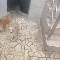 سگ پامر اشپیز یوکشایلر