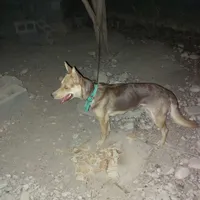 فروش سگ ماده نگهبان دورگ ژرمن هاسکی