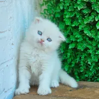 توله اصیل پرشین