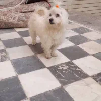 سگ گمشده|سگ|اصفهان, نقش جهان|دیوار