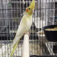 عروس هلندی ماده لوتینو و گلباقالی کینگ سایز آماده|پرنده|تهران, جوادیه|دیوار