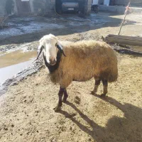 قوچ|حیوانات مزرعه|شراء, |دیوار