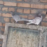 کبوتر تهرانی|پرنده|فیروزآباد, |دیوار