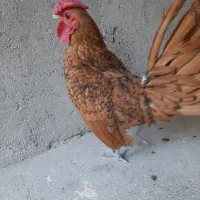 خروس سیبرات و دوتا اردک ماده