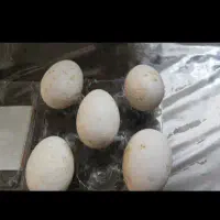 تخم غاز|حیوانات مزرعه|اشنویه, |دیوار