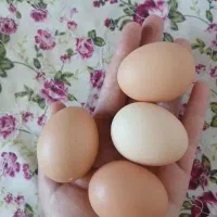 تخم مرغ محلی تازه دونه مرغ ها گندم و دونه پلیه