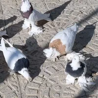 طوقی پاپر|پرنده|مبارکه, |دیوار