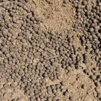 کودگوسفندی/درخت/پسته/باغبانی/دامی