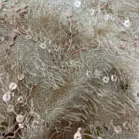 شومیز