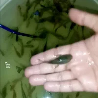 ماهی کت پوزه ای|ماهی|تربتحیدریه, ابوذر|دیوار