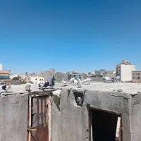 کبوتر پرشی|پرنده|مشهد, هفده شهریور|دیوار