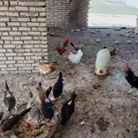 شانزده عدد مرغ جوان و دو عدد خروس جوان