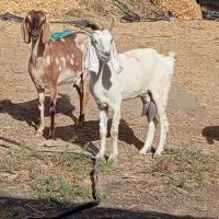 بزکهره بزابستن|حیوانات مزرعه|جیرفت, |دیوار