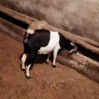 بزبز|حیوانات مزرعه|ملایر, |دیوار