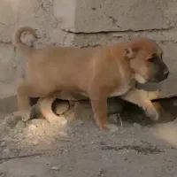 آلابای بااصالت نگهبان.. گله ای و..فی فقط سه|سگ|مشهد, ترمینال|دیوار